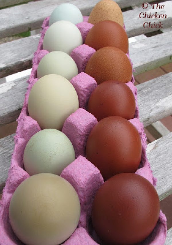 How to Start a Small Scale Laying Hen Farm for Beginners