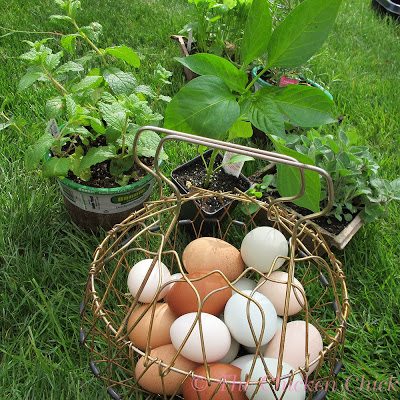 Diy Garden Markers Using Polymer Clay The Chicken Chick