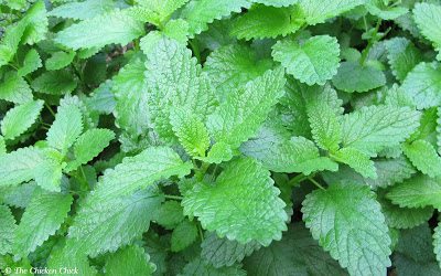 Lemon Balm Pesto Pasta Recipe