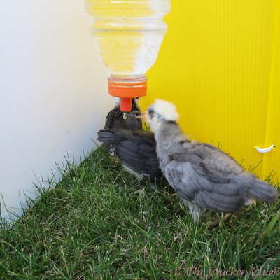 Poultry Nipple Waterer DIY Instructions | The Chicken Chick®