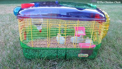 button quail cages