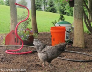Chicken Heat Stress, Dehydration & Homemade Electrolyte Solution