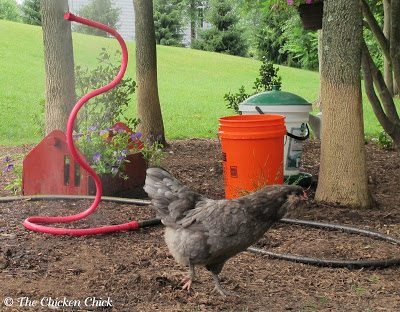 In temps over 90°F, keep a bucket of cool water near the chickens at all times for emergency cooling.