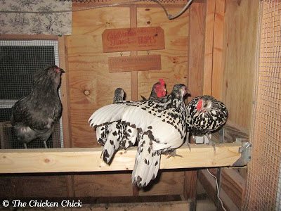 Coop training also addresses the problem of hidden egg nests. Some free-range chickens will lay their eggs in hidden locations throughout the property, which is undesirable. Coop training gives hens no choice but to lay their eggs in nest boxes. 