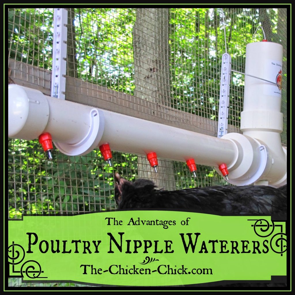 I had been making my own poultry nipple waterers (PNW) for my quail recently when a new product came to my attention, The Chicken Fountain™. I read about The Chicken Fountain, but still could not understand what was better about it than the PNWs I had been making. That is, until the inventor, North Carolina resident Frank Cardaropoli, personally delivered and installed one for my chickens. I’m a “gotta see it to believe it” kind of consumer and now that I’ve seen it and watched my chickens using it, I am a firm believer that The Chicken Fountain is better for my chickens than any other water delivery system available.