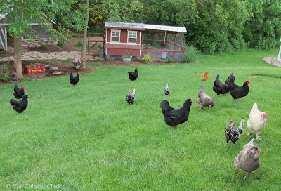 If allowing the flock to free-range, week three is the time to open the door to the run and let them explore the great outdoors. They will likely remain in close proximity to the coop and run and will return to roost at night.