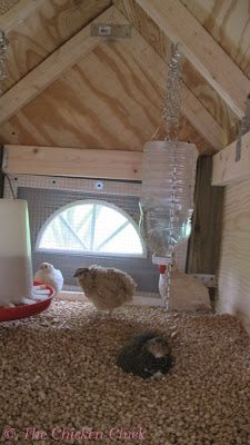 button quail cages