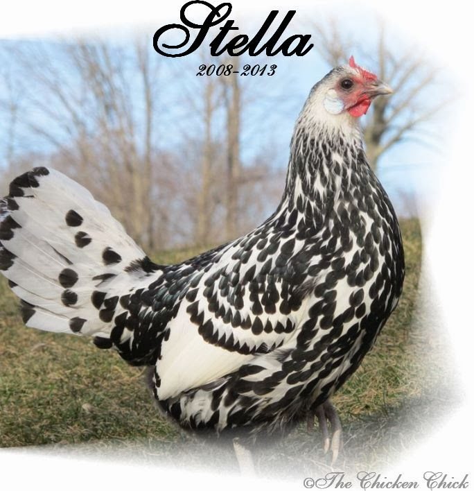 Stella was put to sleep due to severe egg-binding. She did not exhibit the typical symptoms outlined above, the only clues that she had a problem at all were a change in droppings, activity level and a hard abdomen. 