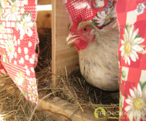 Chicken Heat Stress, Dehydration & Homemade Electrolyte Solution