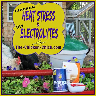 Heat stress is a very serious situation for chickens and can quickly go from serious to deadly. 