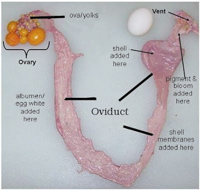 An overview of a hen's reproductive system is important in order to know where an egg may be stuck.