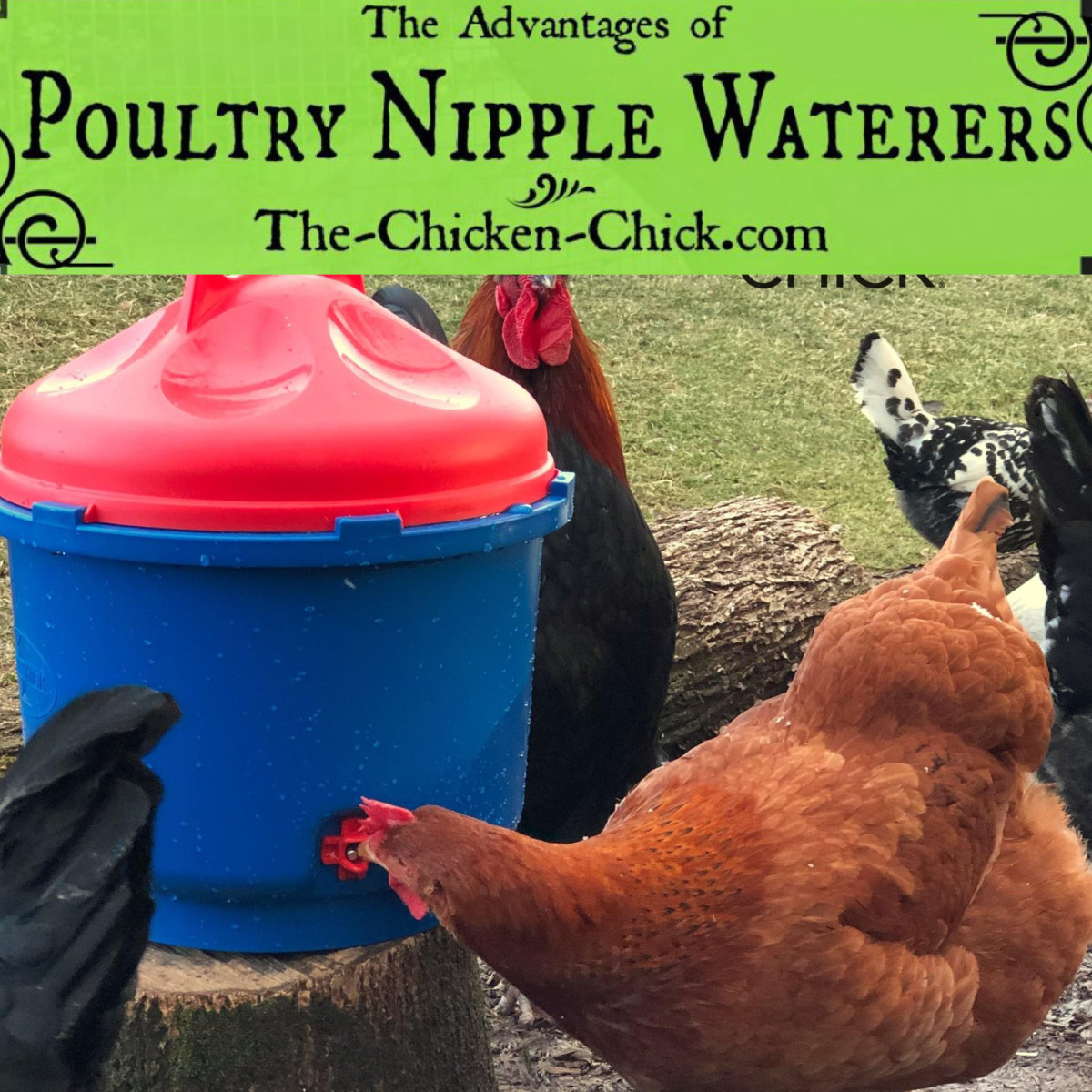 Clean Water Advantages of Poultry Nipple Waterers for Chickens