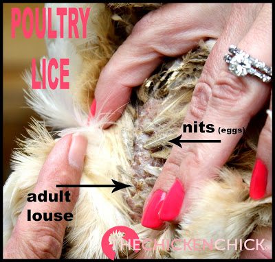  Mites and poultry lice are a natural part of every backyard- they travel on birds, rodents and other animals, so when your chickens become infested, it doesn't mean you're not keeping a clean coop, it simply means your chickens enjoy the Great Outdoors!
