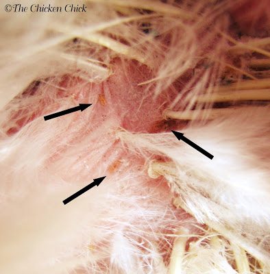 Poultry lice infestation on hen. No nits noted on feather shafts indicates the infestation was caught early.