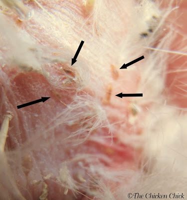 Poultry lice seen scurrying around the vent area of a hen.