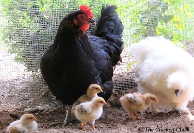 Mites and poultry lice are a natural part of every backyard- they travel on birds, rodents and other animals, so when your chickens become infested, it doesn't mean you're not keeping a clean coop, it simply means your chickens enjoy the Great Outdoors!