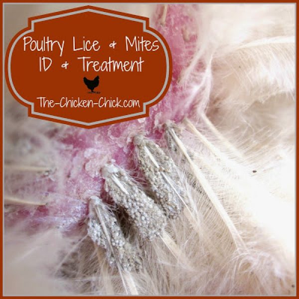 Lice and Mites Identification and Treatment The Chicken Chick®