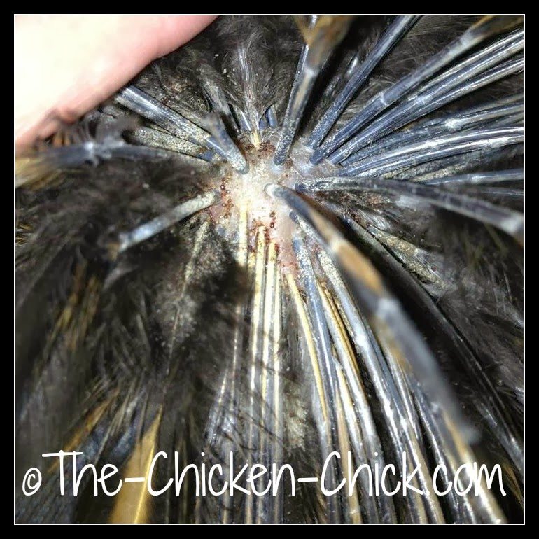 Lice and Mites Identification and Treatment The Chicken Chick®