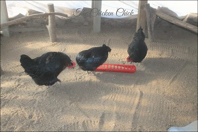 Sand in the chicken run keeps bacteria levels lower than any other litter choice.