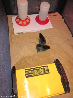 Sand in the chick brooder keeps chicks healthier and allows them to dust bathe, much to their delight