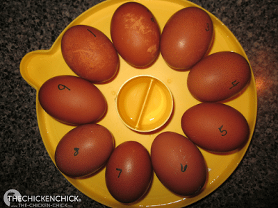 Egg Candling | Dark brown eggs (eg: Black Copper Marans, Pendesenca, Welsummer) are among the most challenging eggs to candle as the brown pigment is laid in a fairly thick layer on top of the eggshell.