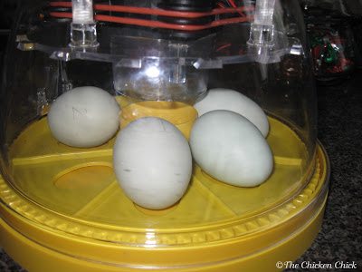A mere five months into chicken-keeping, I ordered the first of my two Brinsea Advance Mini incubators. Within a short period of time, I outgrew the 7 egg Mini Advance incubators and upgraded to a Brinsea Octagon 20, which holds at least 20 eggs. Hey, it's an addiction, what can I tell ya? :)