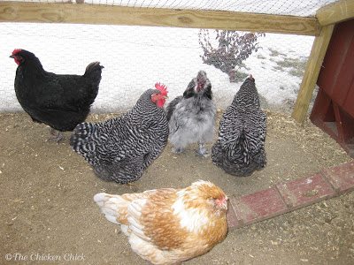By five months of age, the babies were no longer fluffy balls of fuzz, they were full-fledged adults with jobs to do; the ladies were laying eggs and Petunia was taking care of the ladies. 