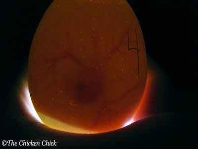 Egg Candling | After a minimum of 4 days of incubation, a dark spot inside the yolk should be visible with veins extending out from it in a spider-like formation.