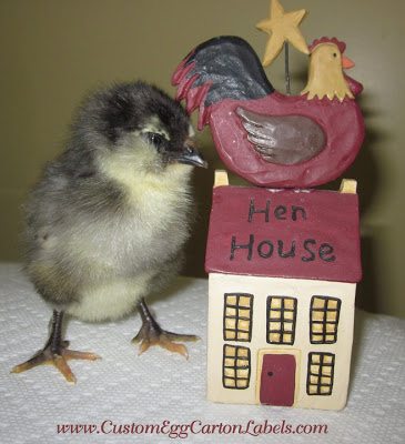 If a picture is worth a thousand words, I present you with my photo essay on chicks.