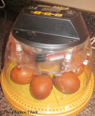 When I caught the fever for hatching, it was December and none of my new layers were broody, so there was no option but to order an incubator if I wanted chicks at that time. With the rooster issue resolved, I next needed to settle the issue of incubator selection.