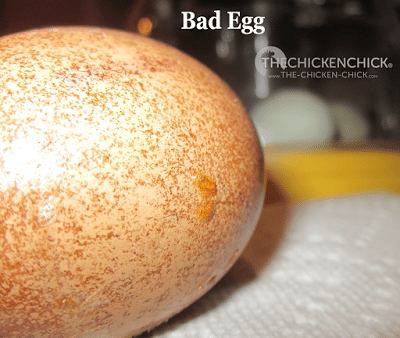 Egg Candling | The following photo is a late quitter. It began developing and then died.