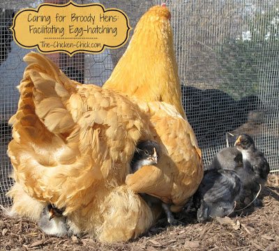 A hen determined to hatch chicks, also known as a broody, will collect a clutch of eggs on which she will sit for 21 days.
