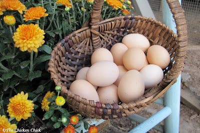 Given that shipped eggs tend to be slightly older than locally gathered eggs and have been handled significantly more, (and who knows how roughly) one should not expect a hatch rate greater than 50%. I like to order two to four times the number of hatching eggs as the number of hens I hope to add to my flock.