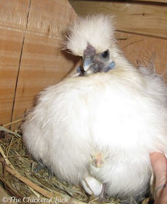 A hen intent on hatching chicks, also known as a broody, will collect a clutch of eggs on which she will sit for 21 days. The warmth and humidity of her body will keep the eggs at the ideal conditions for hatching. She will leave the eggs briefly once or twice per day to relieve herself, to find food and to drink, returning to sit stoically the remainder of the time. She will shift her weight around carefully in the nest, jostling the eggs gently as she does. This activity gently turns the eggs, keeping the contents from sticking to the side of the shell. After approximately 18 days of sitting on the eggs, she will not leave the nest at all until the eggs have hatched on approximately day 21. She then goes about the business of raising the chicks.