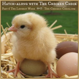 Hatch-along with The Chicken Chick, Part 6