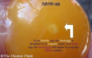 Infertile eggs are ones that have not been inseminated by a rooster and as such, will never hatch chicks. All eggs contain a concentration of cells on the yolk called the blastodis, which is identified by its light color and irregular shape. The blastodisc contains the hen's DNA.