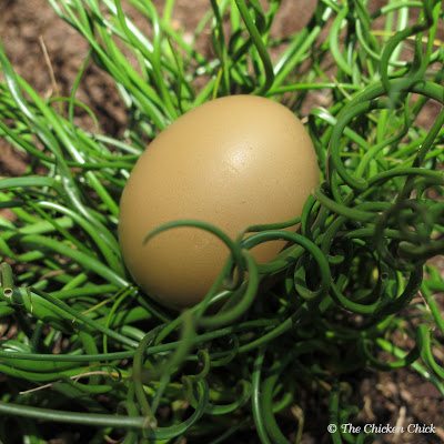 Egg Candling | Dark green and olive colored eggs are also very challenging as the blue pigment permeates the shell and the dark brown pigment lies on top of the shell.