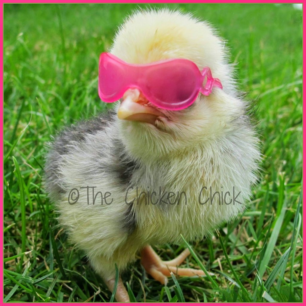 If a picture is worth a thousand words, I present you with my photo essay on chicks.