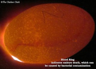 Egg Candling | what to look for when candling an egg- blood ring=bacteria