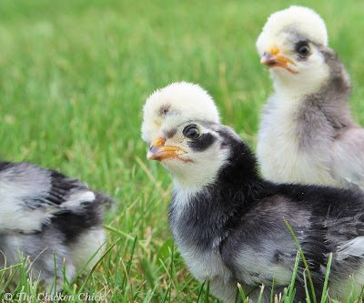 The purpose of this blog series is to share what I know with you about the process. I hope that you will share in a little bit of the anticipation and excitement of hatching chicks and perhaps even give it a try yourself if you haven’t already. There are some basic considerations to take into account before delving into hatching, more on that next time.