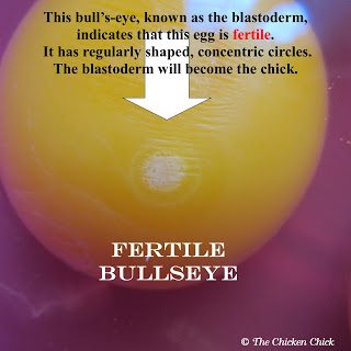 When an egg is fertilized by a rooster, the blastodisc becomes known as the blastoderm, which is the first stage of embryo development. The blastoderm, also known as the germinal disc, is characterized by its bull's-eye appearance of regular, concentric circles. The blastoderm will remain in a state of suspended animation, so to speak, until a hen begins sitting on the egg or it is placed in an incubator at the proper temperature.
