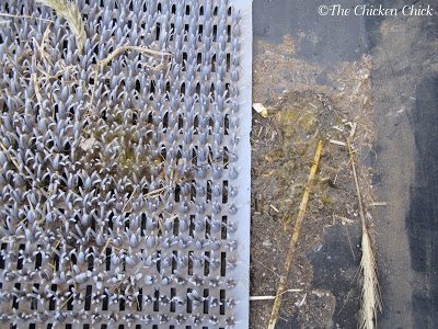 Evidence that there is an egg eater is obvious when inspecting the nest boxes as there will be egg residue at the bottom. I use Kuhl nest box pads and nest liners for several reasons, one of which is for ease of cleaning the nest boxes and identifying egg-eating chickens.