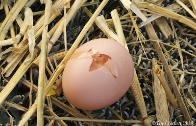 Tell-tale, beak-shaped hole in egg is a clue that chickens are eating eggs from the nest boxes.