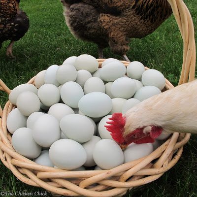 Another way to ferret out egg-eating chickens is to watch what they do when given access to the day's egg collection.