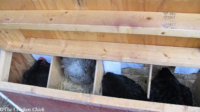 nnocent exploration of a broken egg in the nest box. Reasons for broken eggs in nest boxes range from the presence of too few nest boxes, more than one hen jockeying for position in a nest box, bored chickens and broody hens intimidating laying hens and monopolizing the nests.