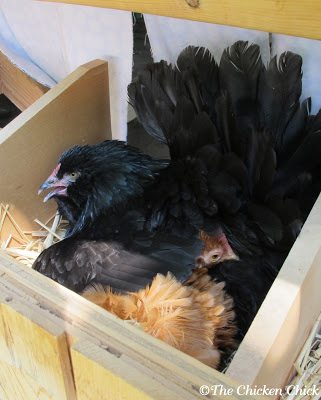 Broken eggs can occur when chickens compete for nest boxes. Broken eggs can then lead to a tasting and then an egg-eating epidemic in the flock.