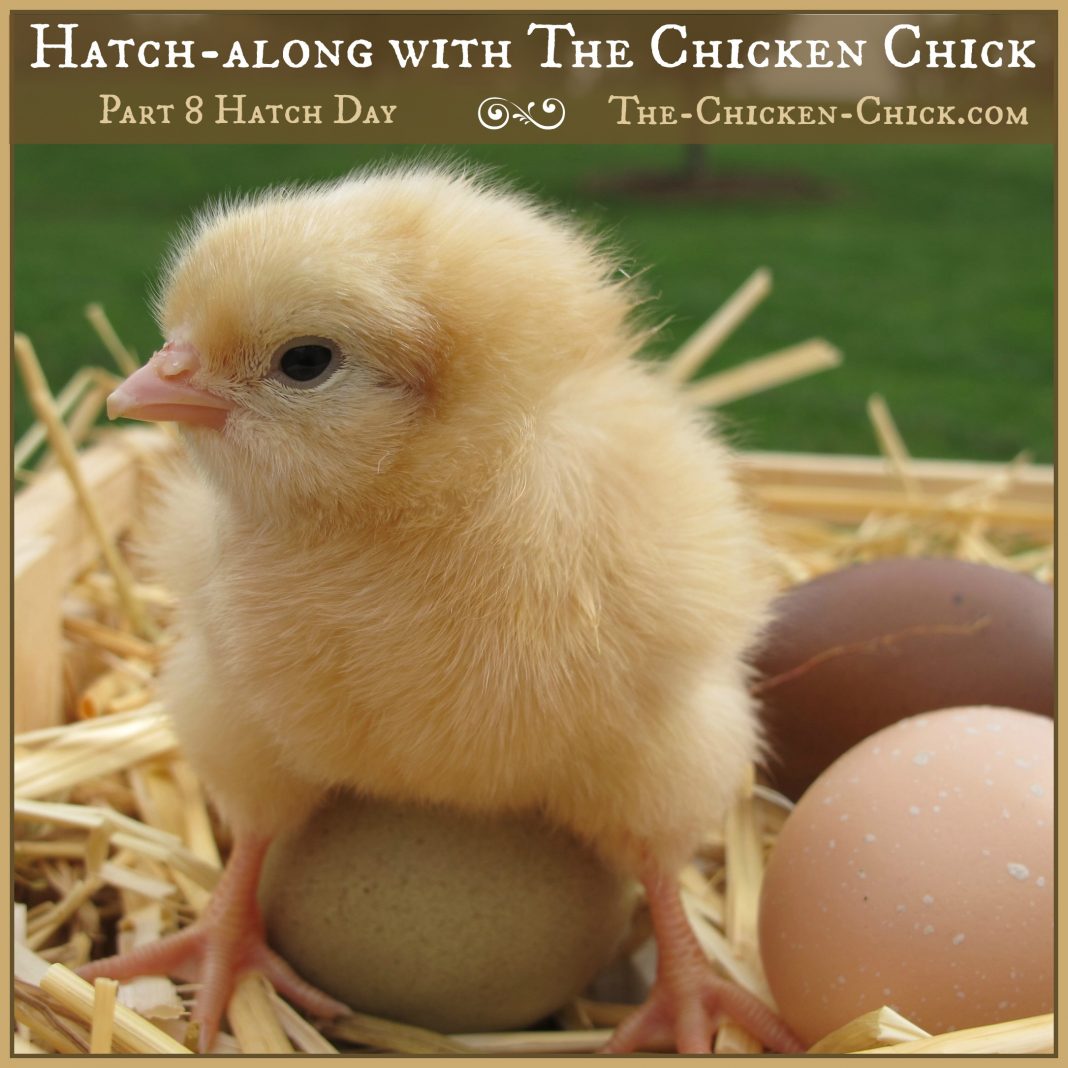 Hatchalong with The Chicken Chick® Part 8, Hatch Day!