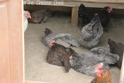 How to Give Your Chicken Coop a Spring Cleaning