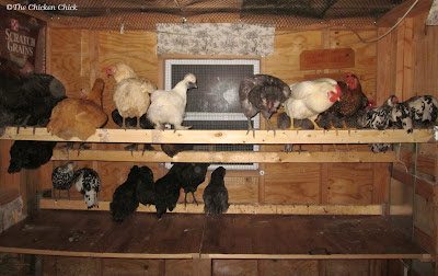 Utilizing droppings boards to collect those droppings is a simple and effective method for keeping the coop largely poop-free.