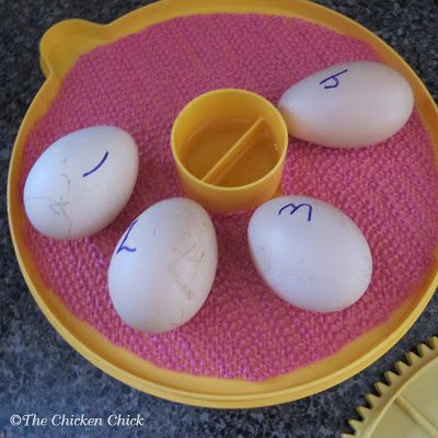While I could have left the egg turning tray in the incubator, I chose to remove it. I added a piece of rubber shelf-liner to provide the chicks with a secure surface upon which to walk after they hatch.